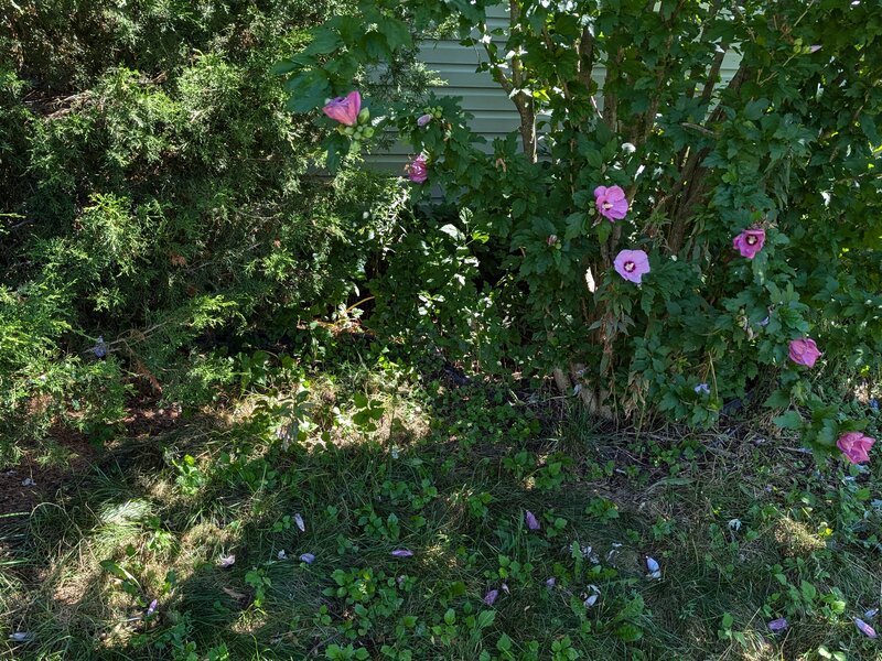 Lawnology lawn care work example 7