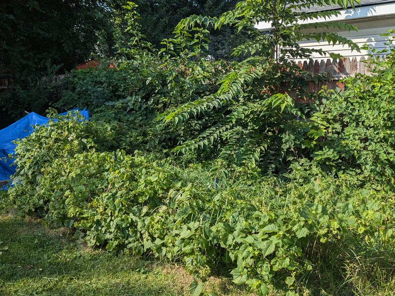 Lawnology lawn care project 43 in Metro Detroit